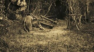 Fanchon, The Cricket - 1915