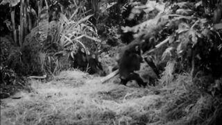 Africa Screams - 1949