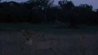 The Snows of Kilimanjaro - 1952