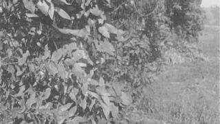 A Beast at Bay - 1912