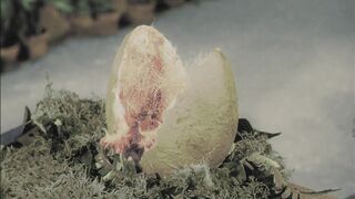 The Little Shop of Horrors - 1960